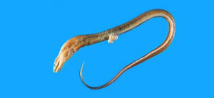 Dysomma dolichosomatum長身前肛鰻